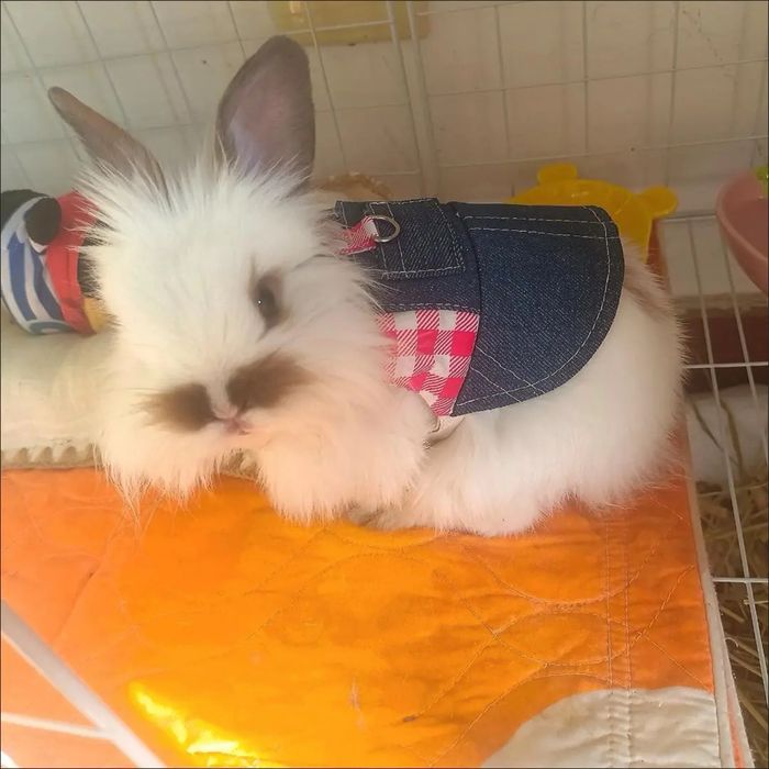 Telefon o‘rnini bosadigan do‘st