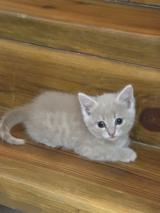 Отдам в добрые руки