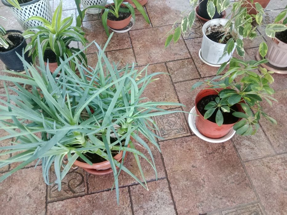 продам цветы комнатные