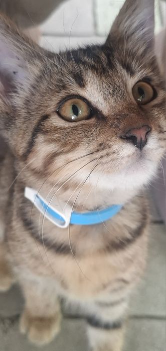 Котёнок мальчик подросток ищет себе дом!