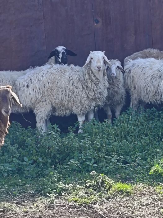 Продам кошкара гисарского пароды