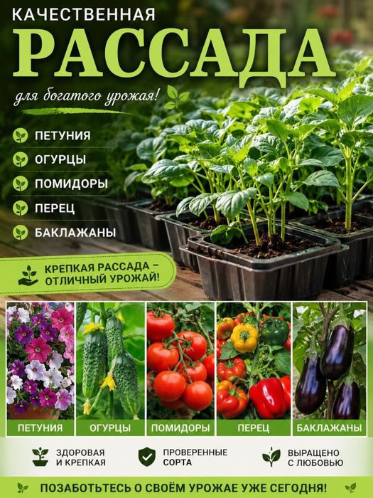 Продам петуния рассада