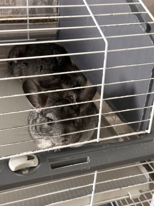 Продам шиншилл мальчика и девочку ( 1,5 года)