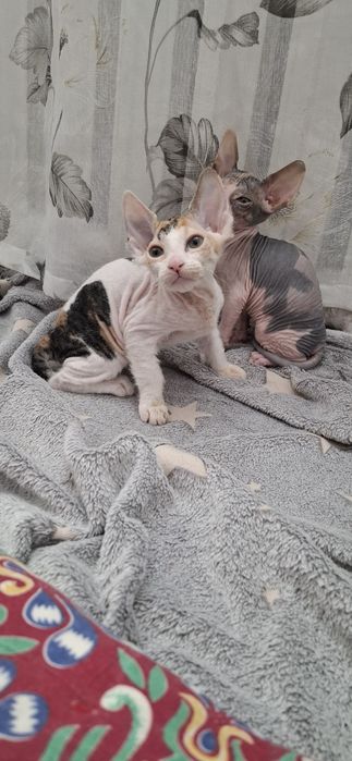 Донские сфинксы котята