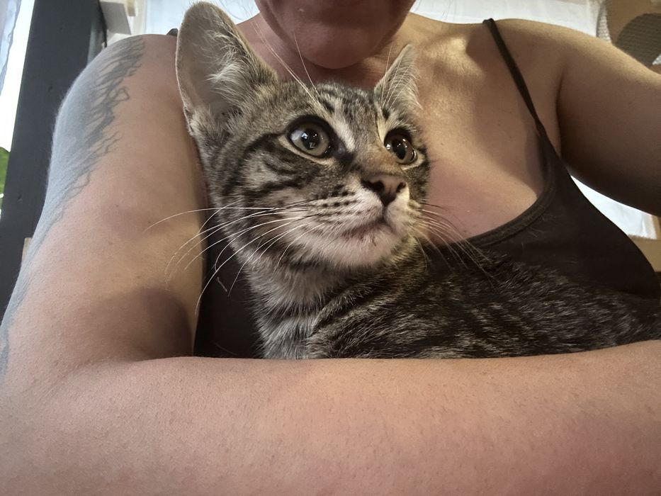 Спешно подарявам коте