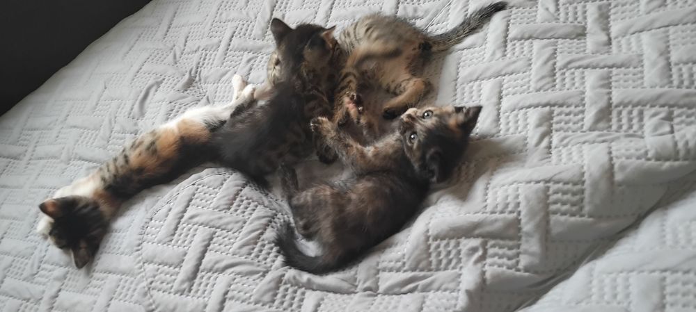 Отдам даром прекрасных котят