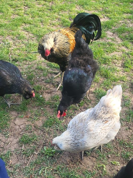 Vand gaini Ameraucana si oua