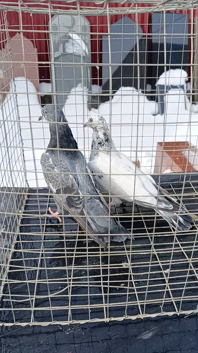 Голуби пакистанцы