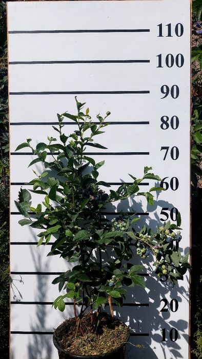 Саженцы голубики