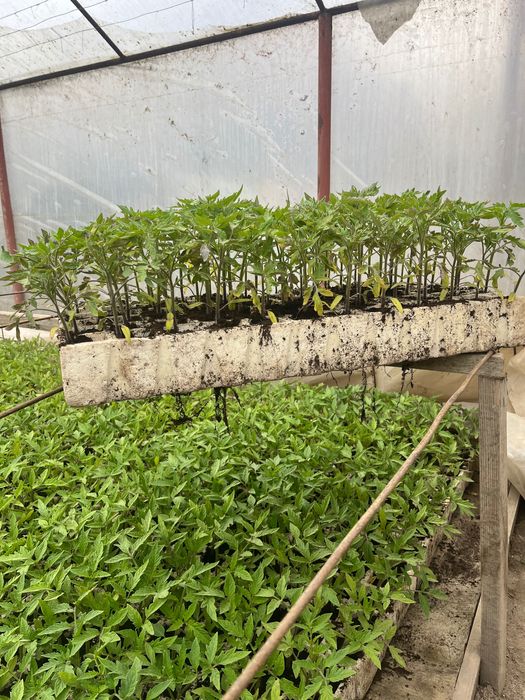 Разсад домати розова магия