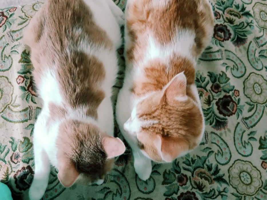 Отдам даром кошку и кота