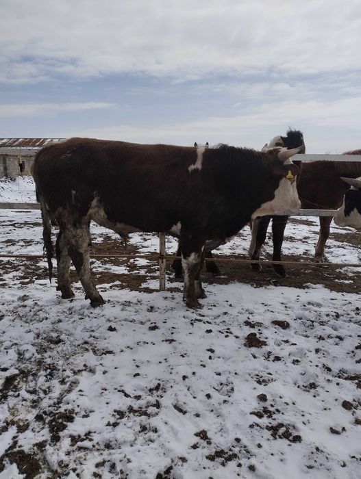 Бұқа бұқалыққа, бык на племя. Симментал