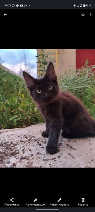 Котенок мальчик, 3 месяца