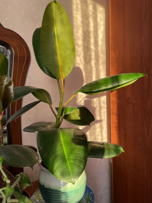 Каучуковый фикус