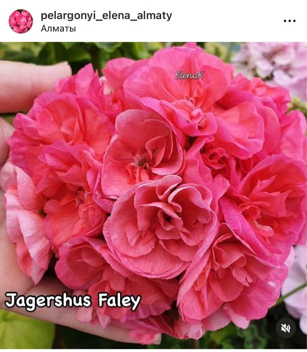 Пеларгония сортовая -черенки, стартеры и кусты