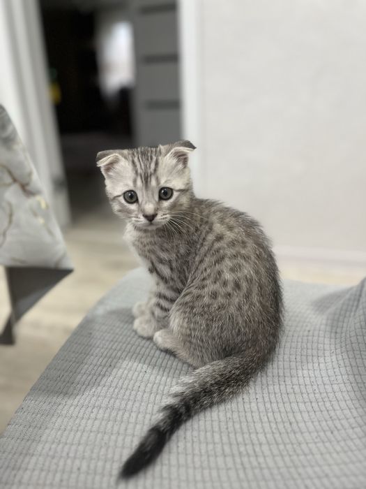 шотландский вислоухий котёнок мальчик