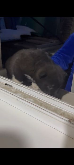 Продам щенка лайки