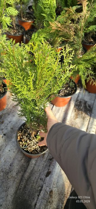 Туя ауреа нана кучатлари сотувда