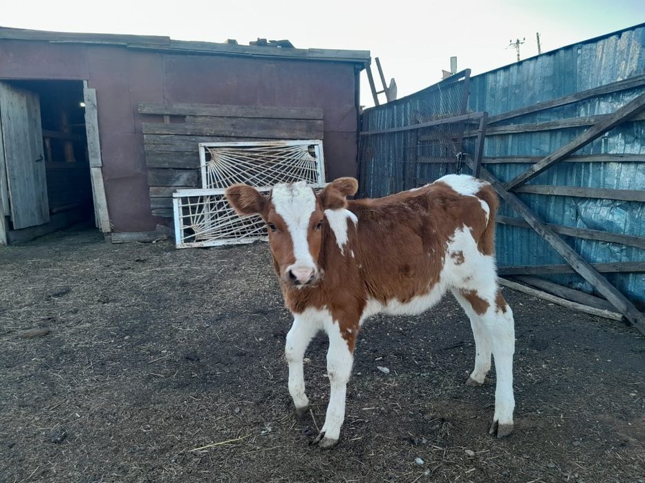 Продам телят 1месяч