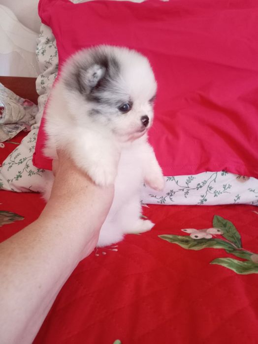 Продам шпица щенка