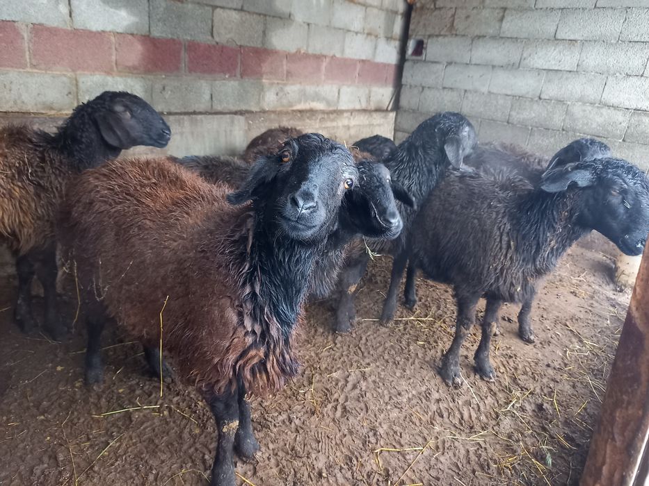 Қой, тоқтылар сатылады