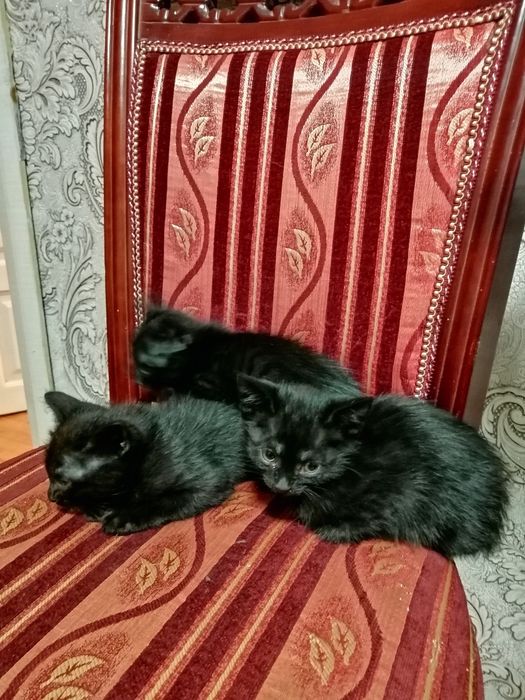 Кішкентай мысықтар
