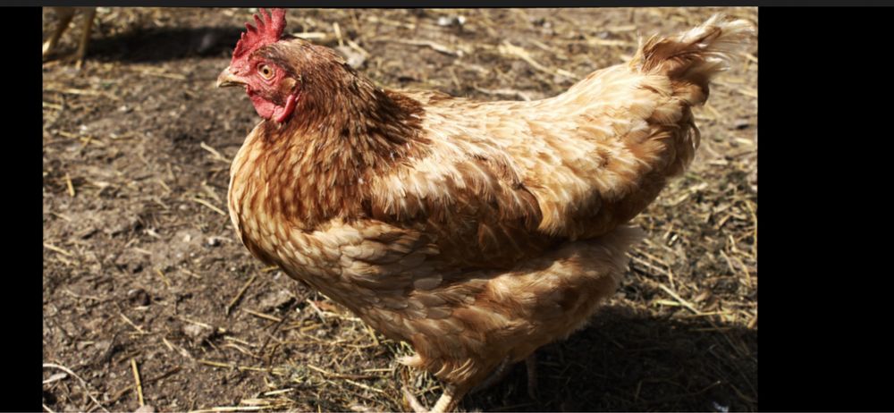 Куры несушки Ломан браун