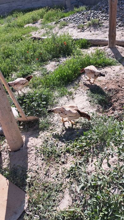 Дакан товуклар турли хил зотлар