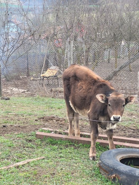 vand 3 vitele de 5 si 6 luni