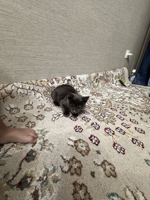 Бесплатно котенок