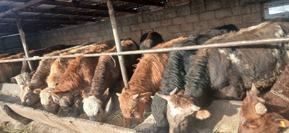 Продам 15 бычков по 650 000