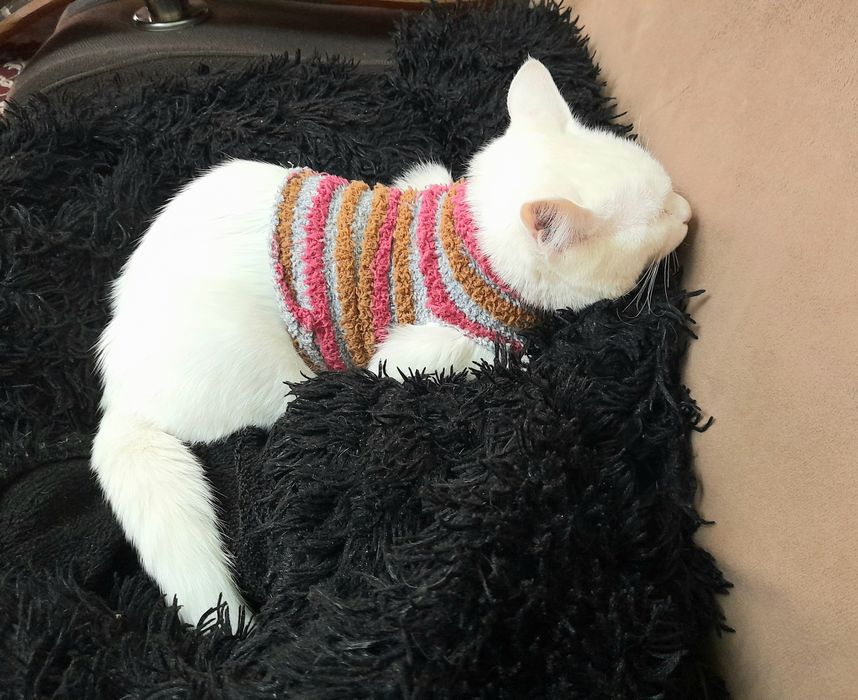 Отдам даром кота Барсик