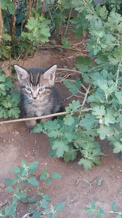 котята в хорошие руки