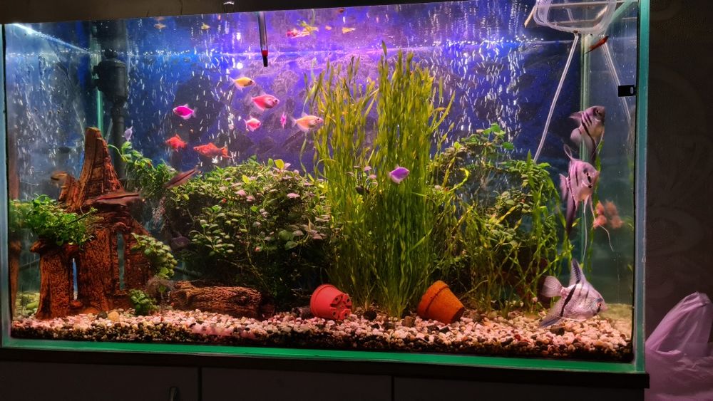 Аквариум (объёмом 220л) со всем в комплекте