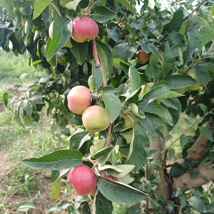 Продам яблоки конфетовка и сливу .