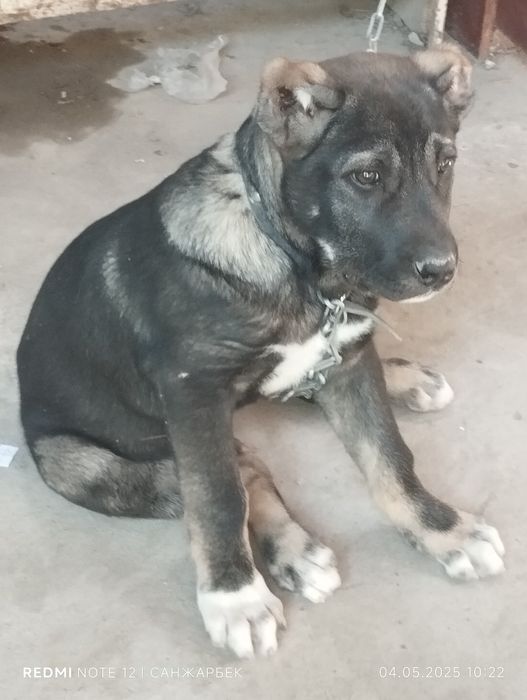 Кучук ираниский кучук