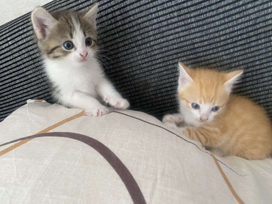Отдам котят в добрые руки