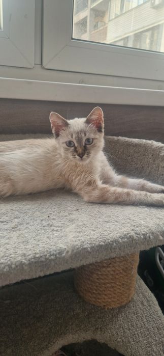 Котенок ищет любящий дом