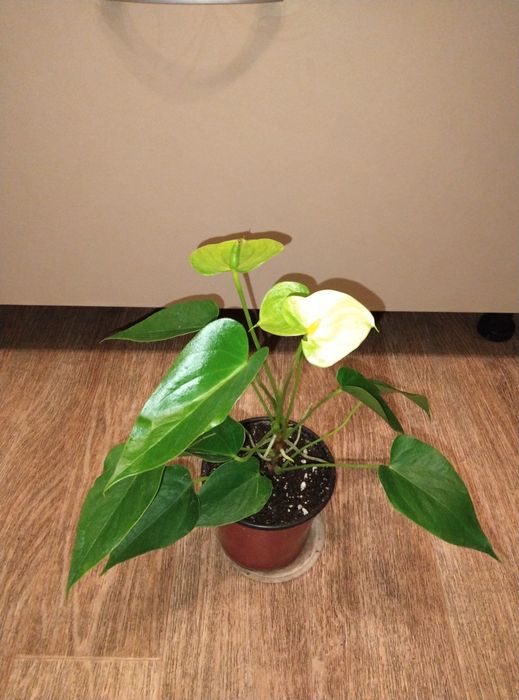 Комнатные цветы продажа