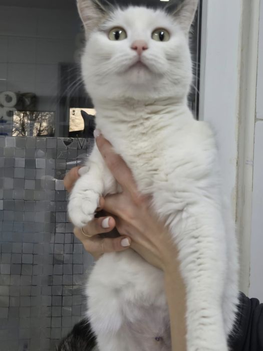 Кошечка мечтает жить дома!