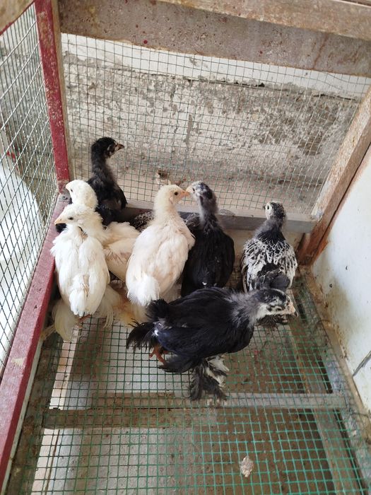 Жужалар сотилади