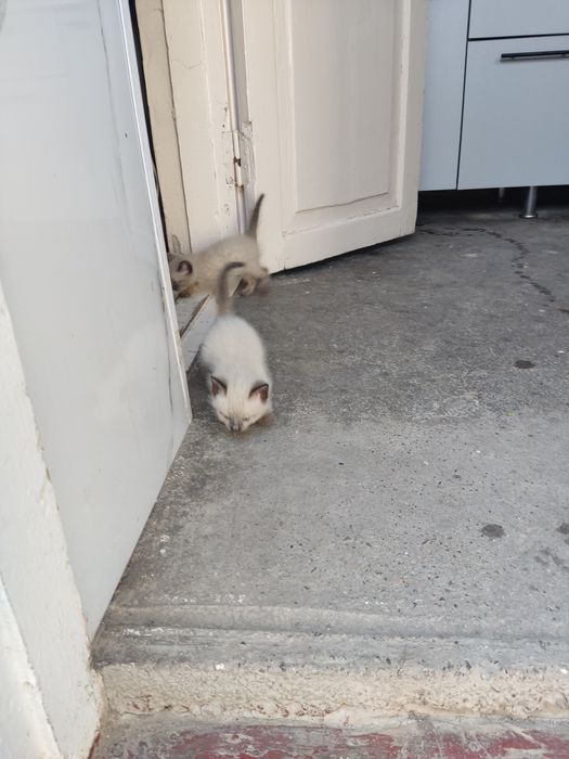 Mushuk bolalari 2 ta Syamski