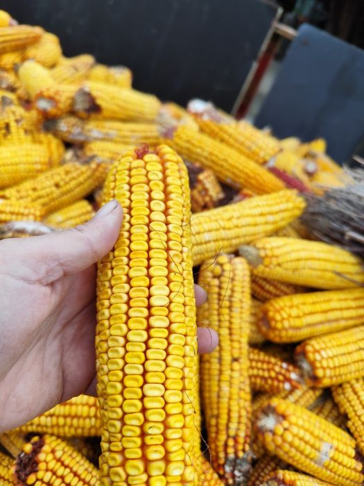 Vând porumb  in Lucăcești