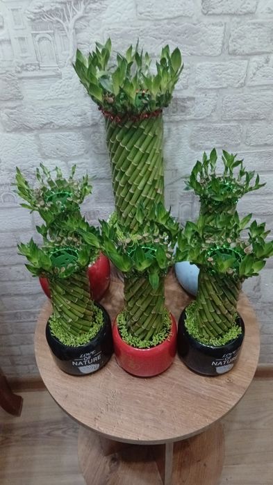 Комнатные растения