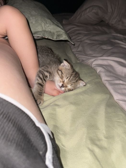 Вислоухий Котенок два месяца