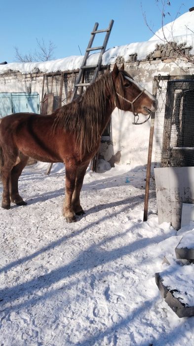 Жеребец айгыр сатылады