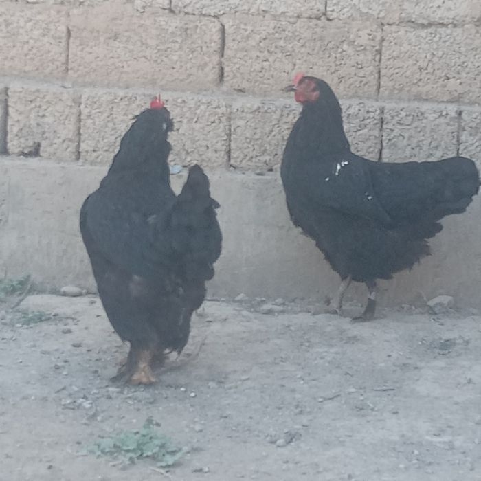 Brama tovuqlar sotiladi