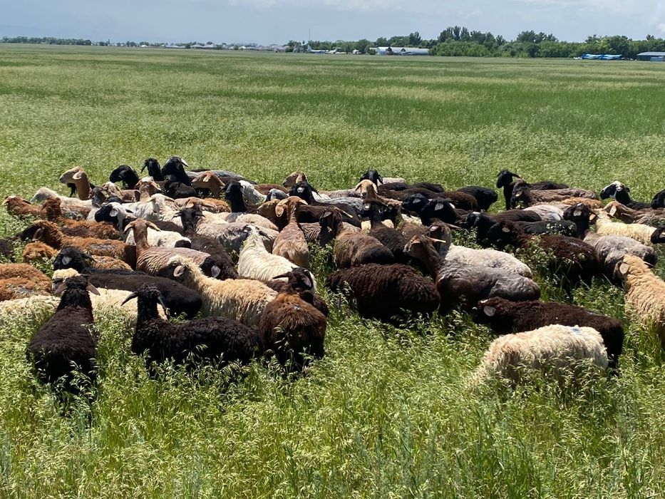 кой токты козы