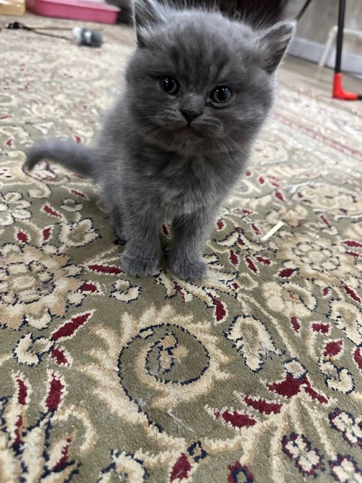 шотландский скоттиш-фолд и золотая шиншилла