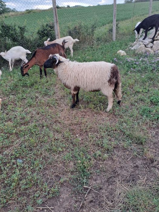 De vânzare berbec de anu asta